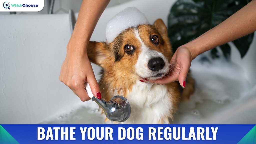 Bathe Your Dog Regularly