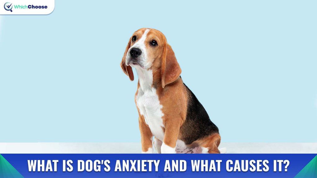 What Is Dog's Anxiety And What Causes It?