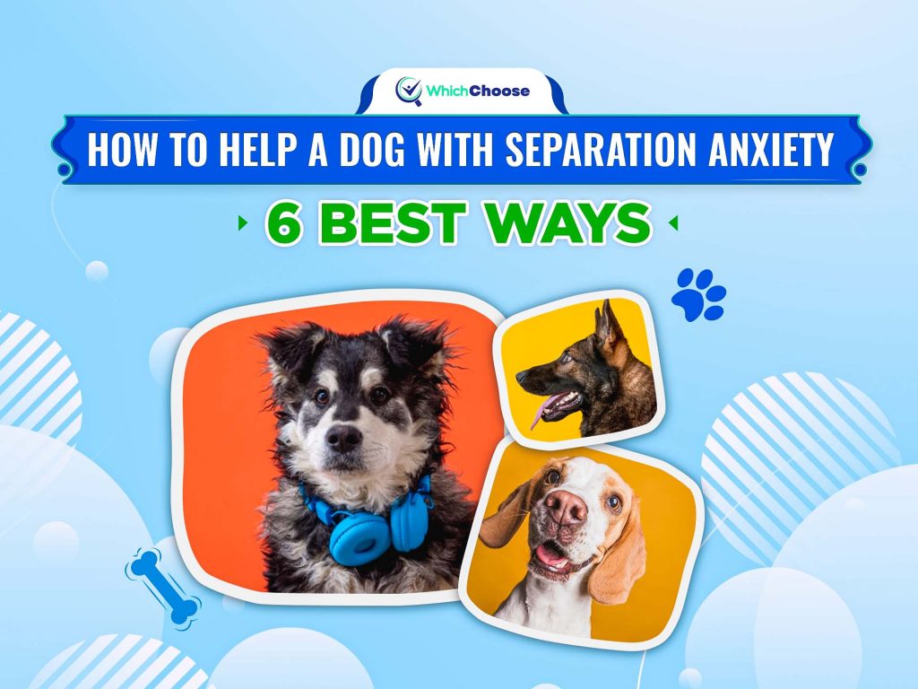 How To Help A Dog With Separation Anxiety