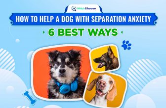 How To Help A Dog With Separation Anxiety