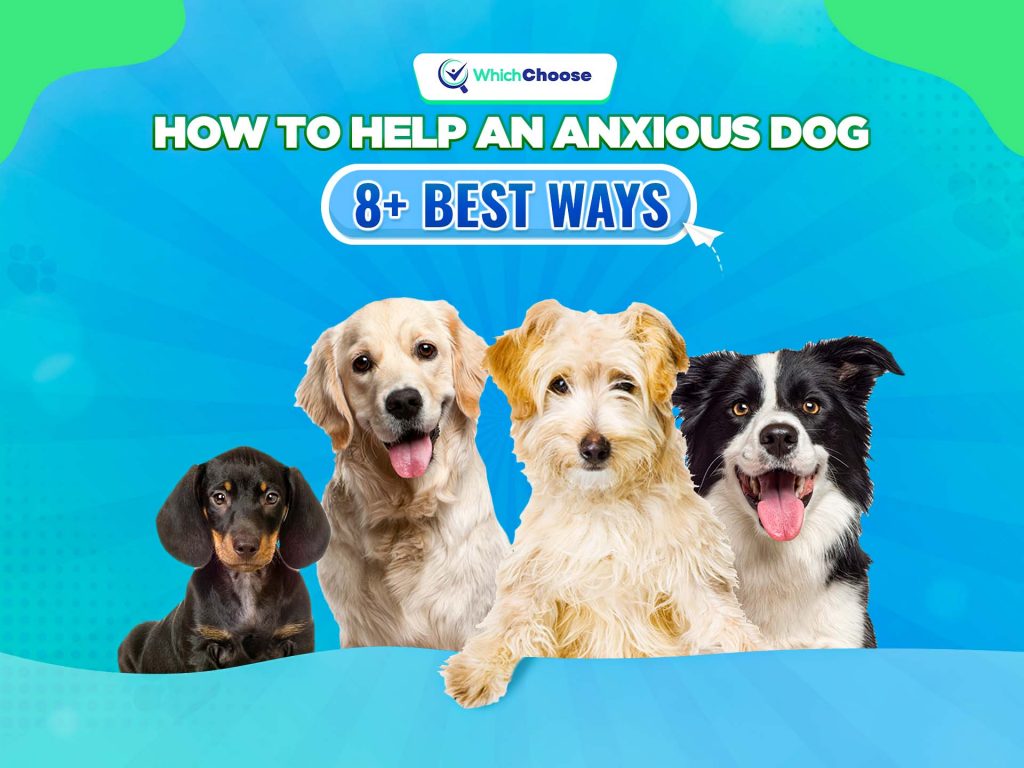 How To Help An Anxious Dog